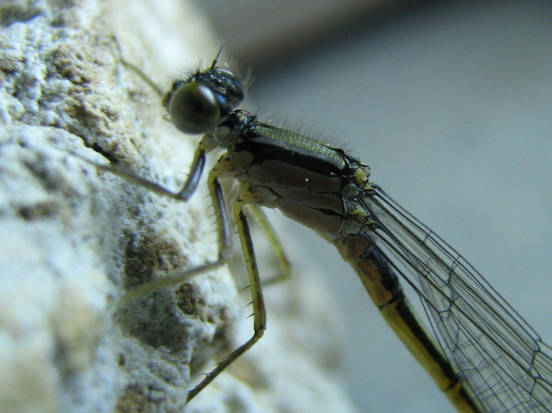 Altra libellula - Ischnura elegans (femmina)